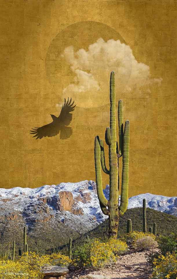 Saguaro Gold 22x14