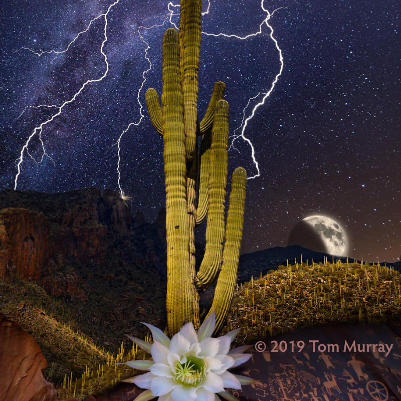 Saguaro Moon II detail